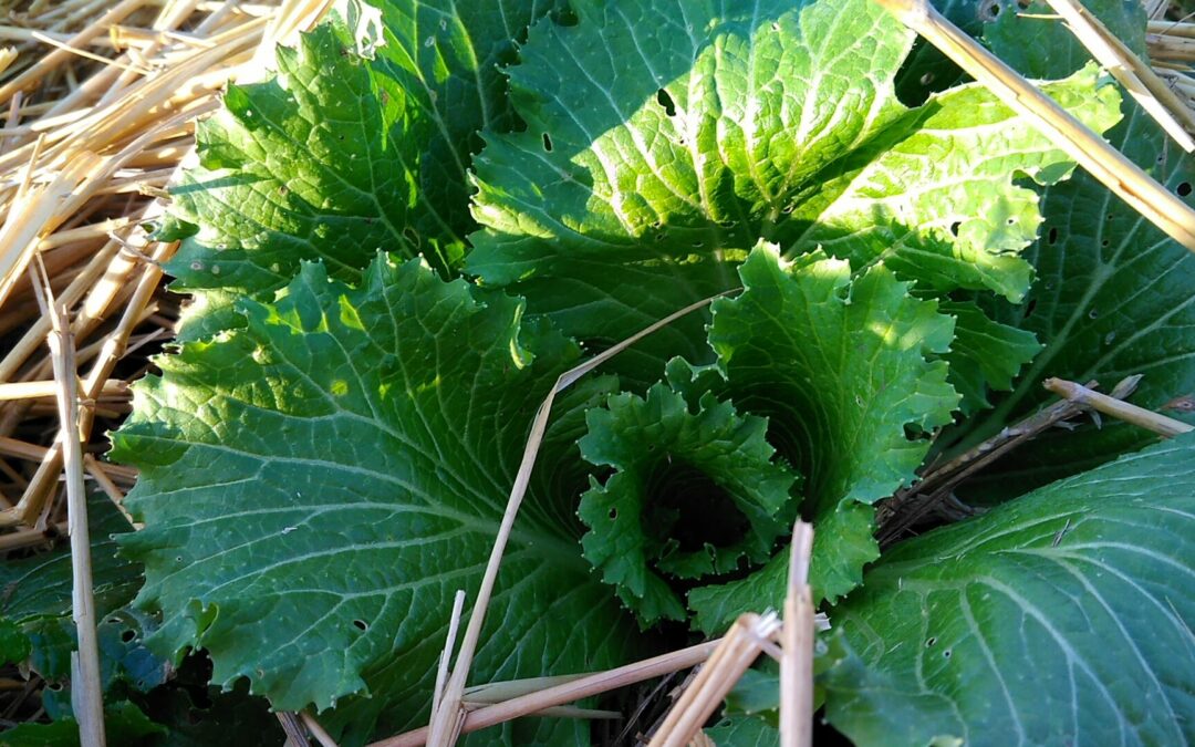 Was blubbert denn da? Ouvertura fermentiert mit „KRUT“